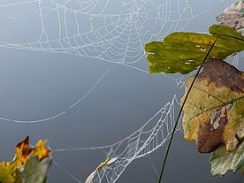 Spinnweben an Blättern